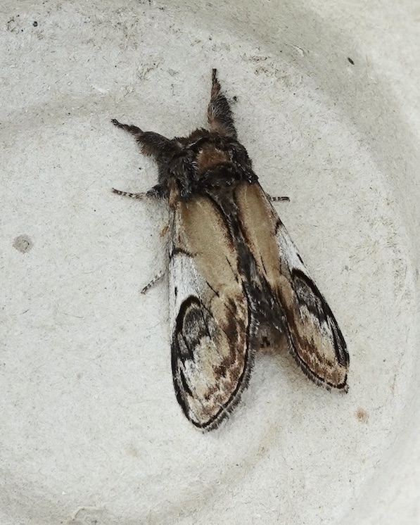 pebble prominent